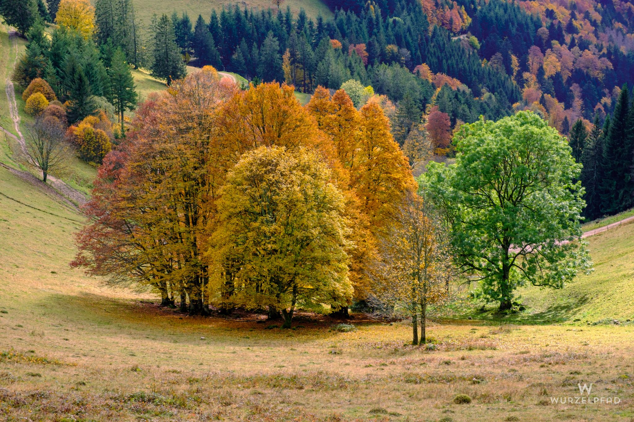 Herbstliche Baumgruppe